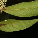 Ocotea leucoxylon Leaf