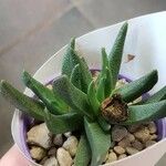 Pleiospilos compactus Hoja