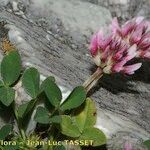 Trifolium thalii অন্যান্য