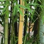 Phyllostachys aureosulcata Kůra