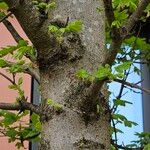 Acer campestre 樹皮