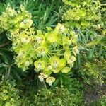 Euphorbia characias Blomma