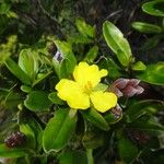 Hibbertia altigena 花