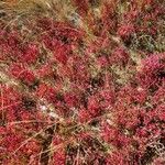 Salicornia rubra पत्ता