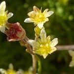 Saxifraga moschata Blodyn