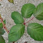 Rubus ursinus 葉