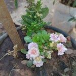 Kalanchoe aromatica Flower