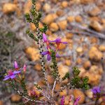 Calytrix leschenaultii Pokrój