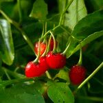 Solanum dulcamara Fruit