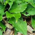 Hosta lancifolia ᱥᱟᱠᱟᱢ