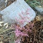 Limonium insigne Flower