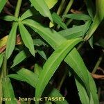 Symphyotrichum × versicolor Leaf