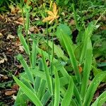 Iris domestica অভ্যাস