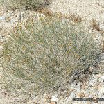 Bebbia juncea Natur
