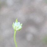 Moehringia trinervia Flower