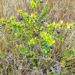 Berberis microphylla Ffrwyth