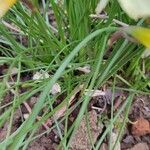 Narcissus cantabricus Leaf