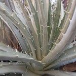 Dyckia floribunda Leaf