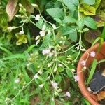 Cyanthillium cinereum Flower