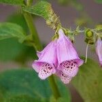 Digitalis thapsi অন্যান্য