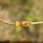 Bunias erucago Fruit