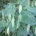 Lunaria rediviva Owoc