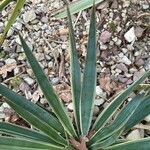 Yucca pallida Hoja