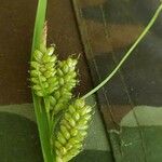 Carex pallescens Fruto