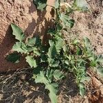 Datura ferox Blad