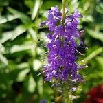 Veronica spicata Kvet