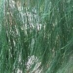 Casuarina equisetifolia 葉