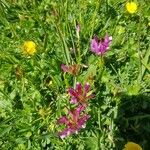 Trifolium alpinumVirág