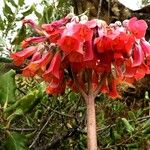 Kalanchoe delagoensis Flower