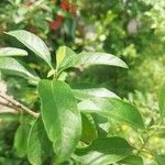 Aloysia gratissima Leaf