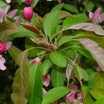 Malus × floribunda Leaf