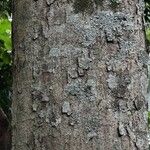 Quercus lancifolia Kůra