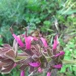 Salvia spathacea Flower