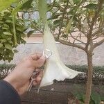 Brugmansia × candidaKvet