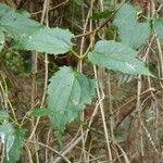 Clematis mauritiana Leaf