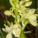 Orchis provincialis Corteza