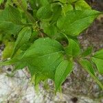 Wollastonia biflora Hoja