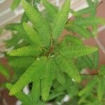 Calliandra selloi List