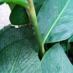 Alpinia purpurata Rinde