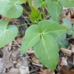 Thaspium trifoliatum Blatt