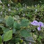 Neustanthus phaseoloides फूल