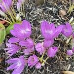 Colchicum lusitanum 花