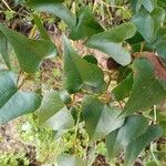 Smilax aspera Leaf