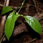 Anemopaegma chrysoleucum Leaf