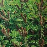Amorpha fruticosa Flor