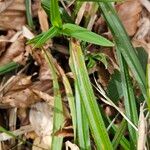 Carex pilosa Frunză